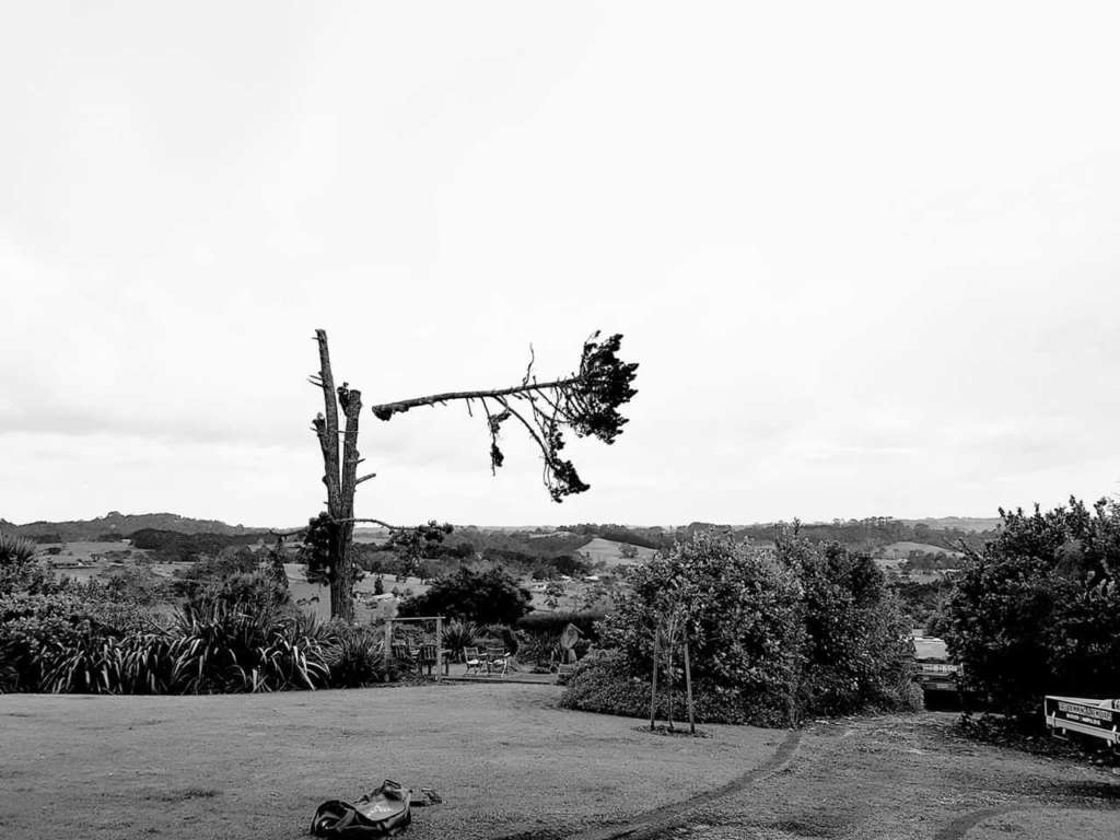 Large Pine tree removal in Auckland by Arborists